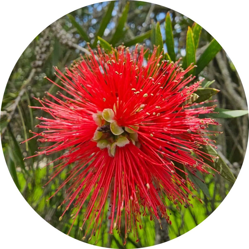 Flor roja Análisis de tu árbol familiar